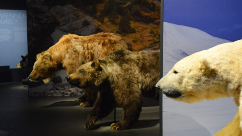 Les ours sortent de leur grotte | Journal des Activités Sociales de l'énergie | ours 1