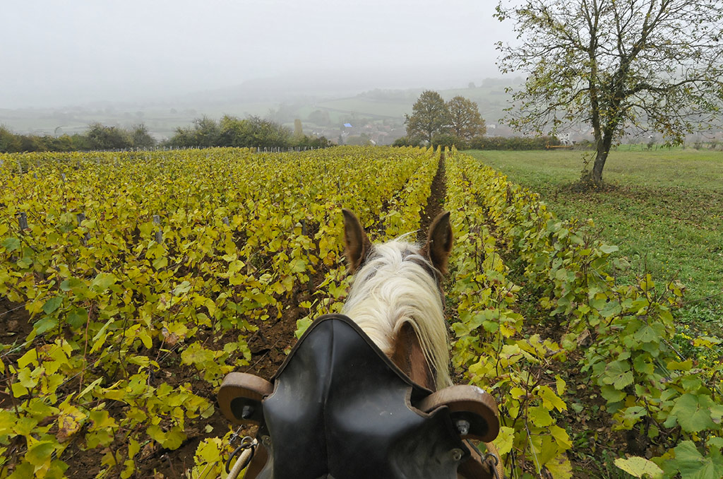 La guerre des vins : in Auxois veritas | Journal des Activités Sociales de l'énergie | 41250 Vigne du Domaine Aurelien Febvre