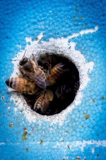 À Valence, des ruches pour sauver les abeilles | Journal des Activités Sociales de l'énergie | 47003 Section apicole de la CMCAS Valence au Domaine des Roches a Savasse