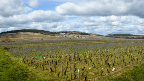 Sous les auspices de Beaune | Journal des Activités Sociales de l'énergie | 47938 Vignobles de Meursault