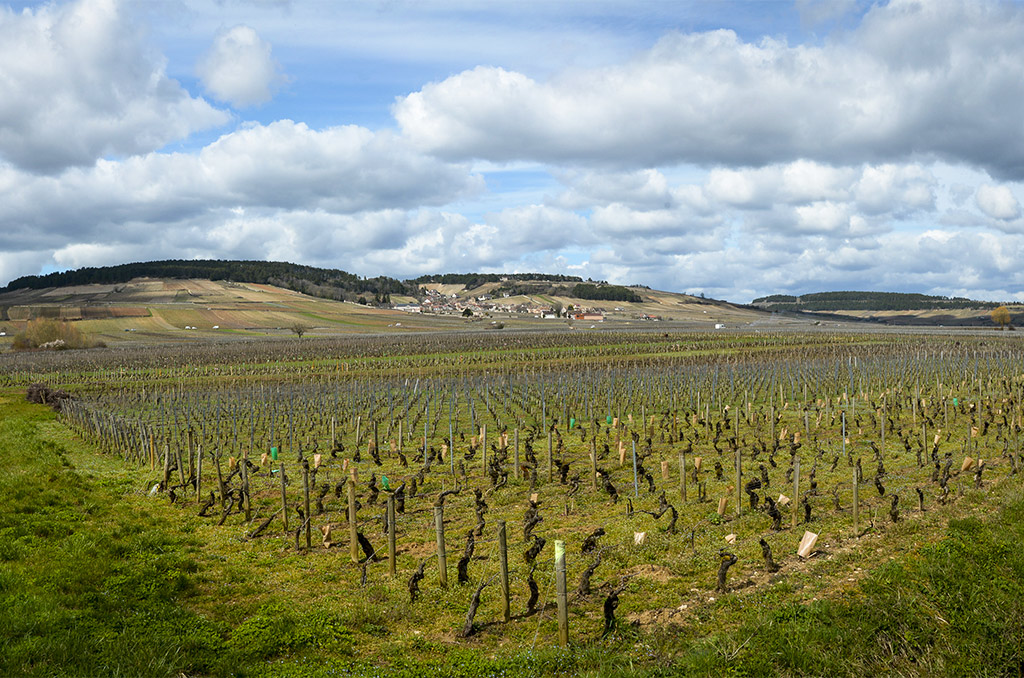 Sous les auspices de Beaune | 47938 Vignobles de Meursault | Journal des Activités Sociales de l'énergie