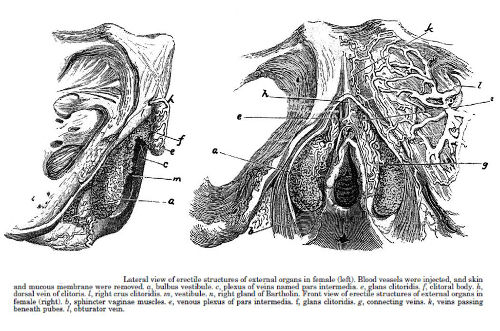 Anatomie du clitoris : "En classe, les filles sont souvent scandalisées d’apprendre que le manuel est faux" | Journal des Activités Sociales de l'énergie | Clitoris disséqué par Kobelt en 1844