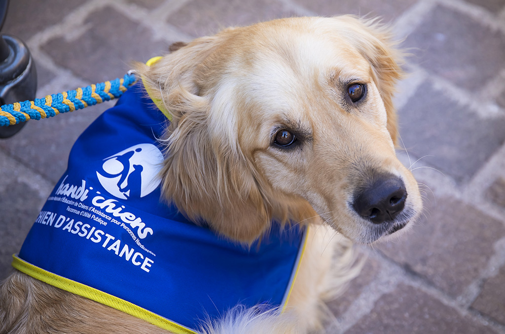 Handi'chiens à Saint-Cyprien : au cœur d’une passation de chiens d’assistance | Journal des Activités Sociales de l'énergie | 62706 Stage Handichiens a Saint Cyprien