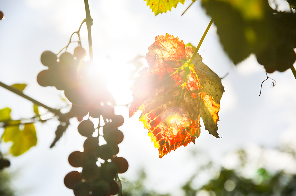 Réchauffement climatique : quand le vin monte en degrés | Journal des Activités Sociales de l'énergie | 62076 Purple ripe grapes near the house