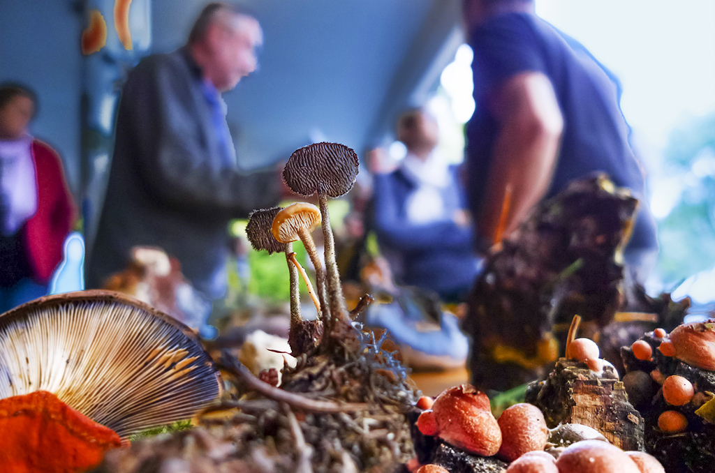 Séjour à thème à Kaysersberg : un après-midi aux champignons | Journal des Activités Sociales de l'énergie | 84700 Sejour passion Mycologie