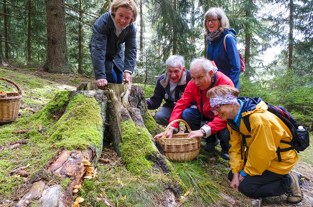 Séjour à thème à Kaysersberg : un après-midi aux champignons | 84710 Sejour passion Mycologie | Journal des Activités Sociales de l'énergie