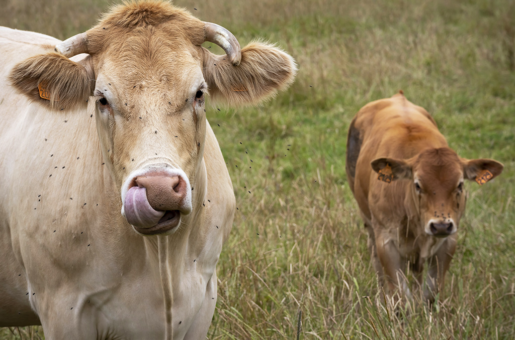 Jocelyne Porcher : "La viande cellulaire, c'est la disparition des animaux, pas leur bien-être !" | Journal des Activités Sociales de l'énergie | 93299 Vaches a Dompierre sur Authie sur la route de Ponches Estruval