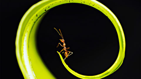 "La vie secrète des insectes": Notre sélection médiathèque | Journal des Activités Sociales de l'énergie | 106412 Selection mediatheque la vie secrete des insectes aout 2021