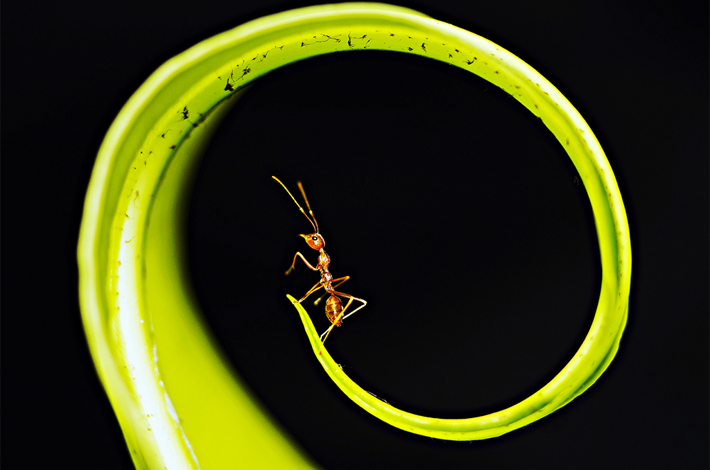 "La vie secrète des insectes": Notre sélection médiathèque | Journal des Activités Sociales de l'énergie | 106412 Selection mediatheque la vie secrete des insectes aout 2021