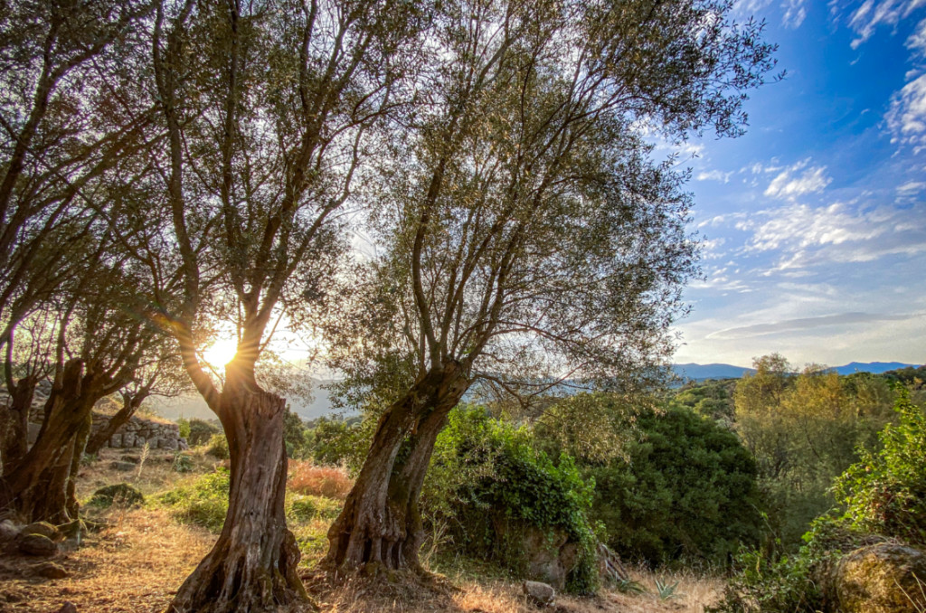 Corse : deux oliviers dansant au soleil couchant sur le site de Filitosa.