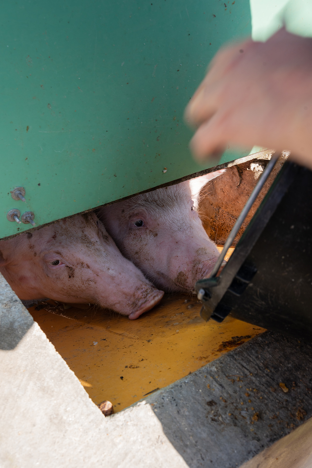 Le nourrissage des cochons. Colonie de vacances CCAS/CMCAS Petits soigneurs pour les enfants de 4 à 8 ans de l'Île de France, du Nord Pas-de-Calais et de Picardie, à Merlieux-et-Fouquerolles dans l'Aisne, juillet 2025.