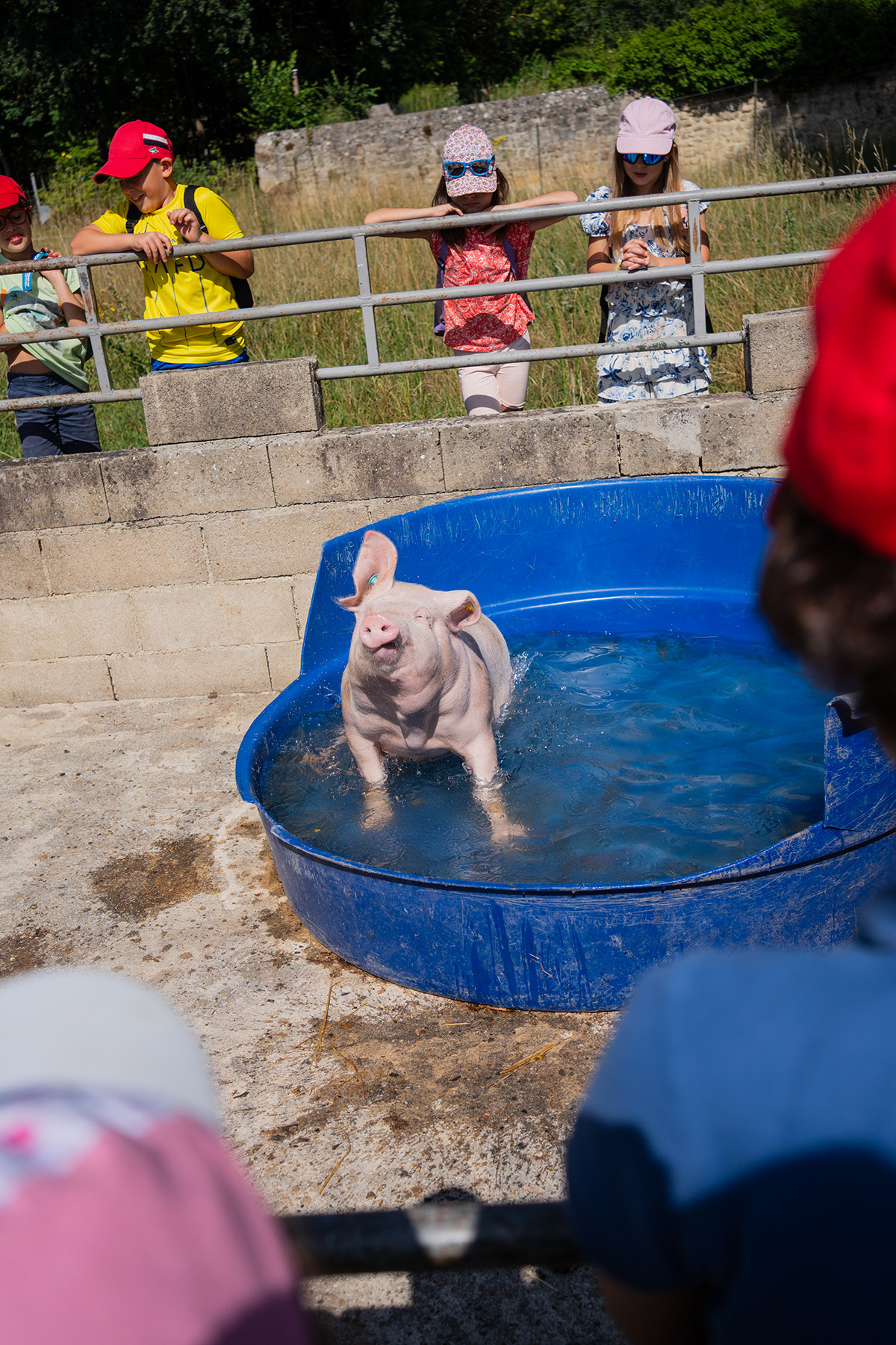 Les cochons se lavent. Colonie de vacances CCAS/CMCAS Petits soigneurs pour les enfants de 4 à 8 ans de l'Île de France, du Nord Pas-de-Calais et de Picardie, à Merlieux-et-Fouquerolles dans l'Aisne, juillet 2025.