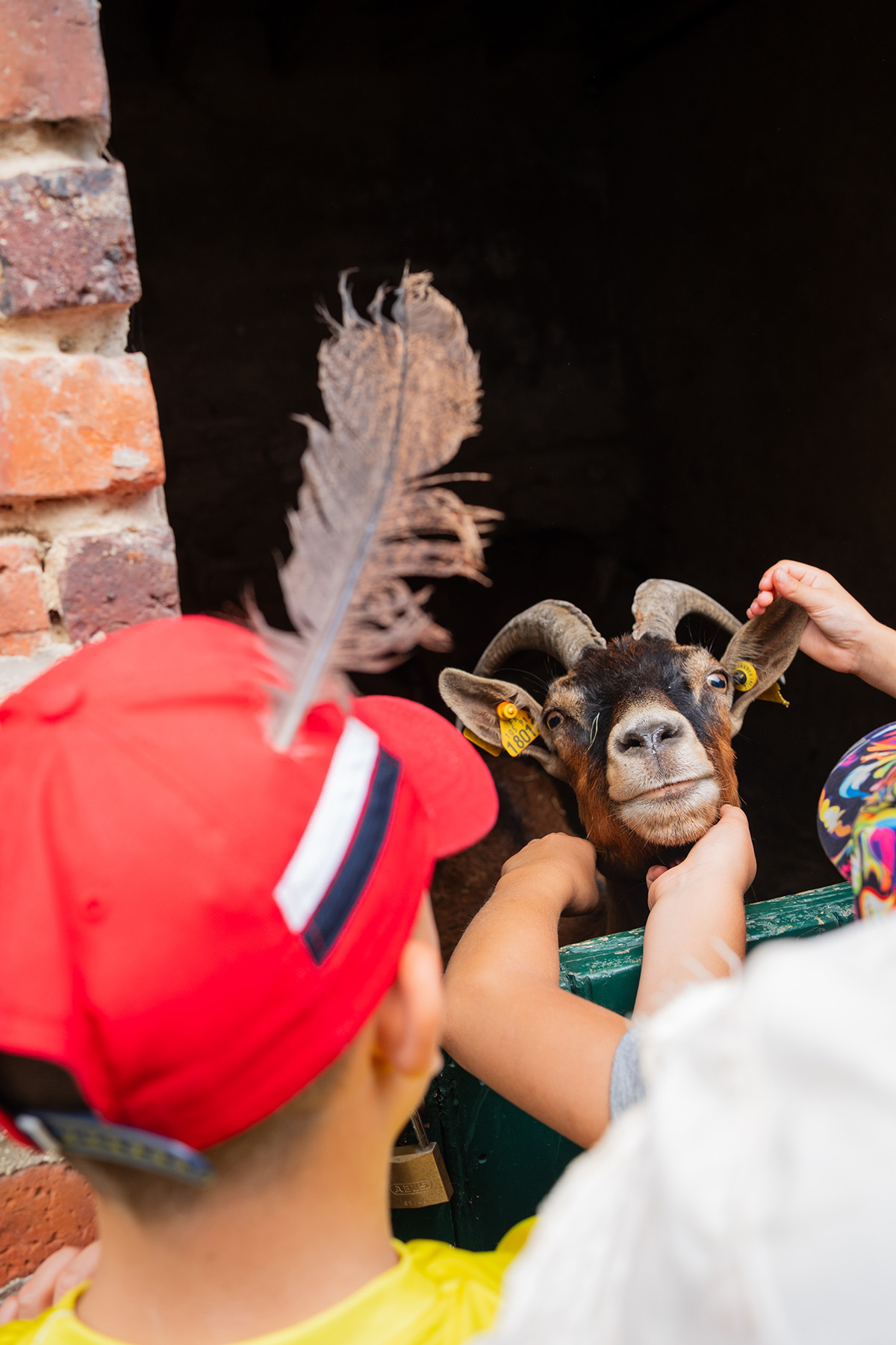 Les caresses aux chèvres. Colonie de vacances CCAS/CMCAS Petits soigneurs pour les enfants de 4 à 8 ans de l'Île de France, du Nord Pas-de-Calais et de Picardie, à Merlieux-et-Fouquerolles dans l'Aisne, juillet 2025.