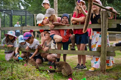 Le nourrissage des lémuriens. Colonie de vacances CCAS/CMCAS Petits soigneurs pour les enfants de 4 à 8 ans de l'Île de France, du Nord Pas-de-Calais et de Picardie, à Merlieux-et-Fouquerolles dans l'Aisne, juillet 2025.